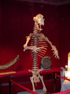 prehistoric Skeleton At The Auction
