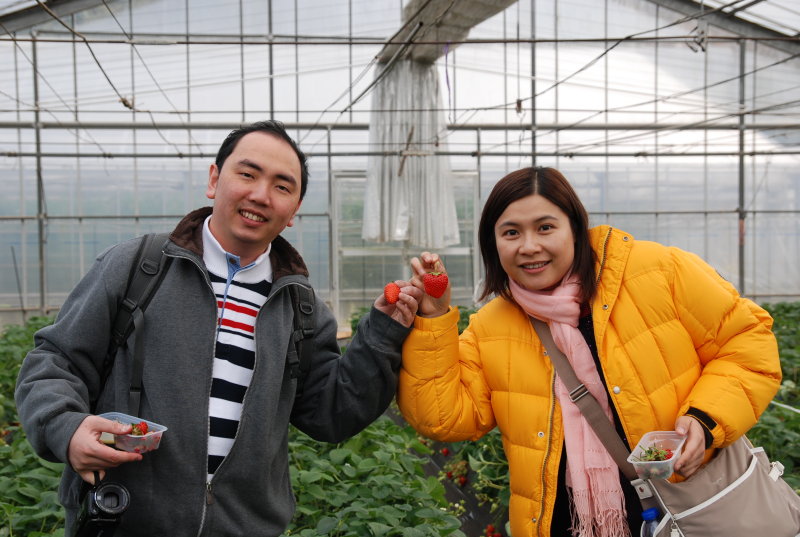 Strawberry Orchard in Kanagawa