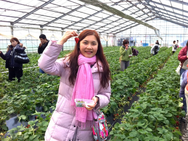 Strawberry Orchard in Kanagawa