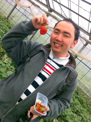 Strawberry Orchard in Kanagawa