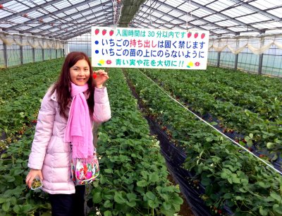 Strawberry Orchard in Kanagawa