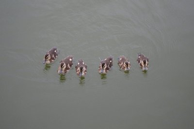 Duck Brigade