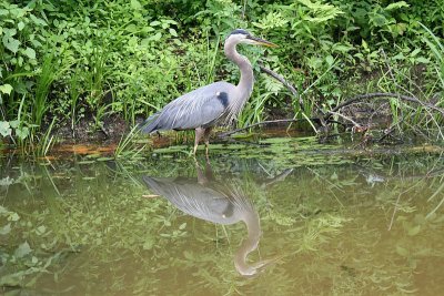 Another Great Blue Heron