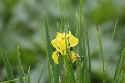 Iris
