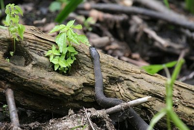 Snake