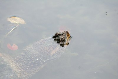 Turtle