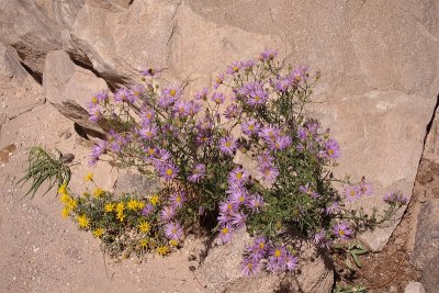 Wildflowers