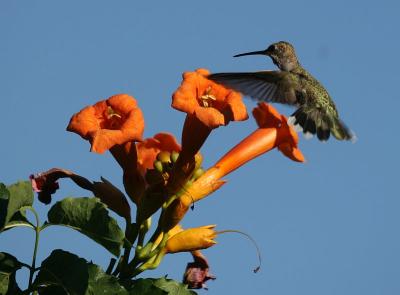 Hummingbird 6