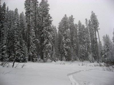 Snowshoe Trail