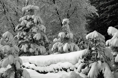 Snow Draped