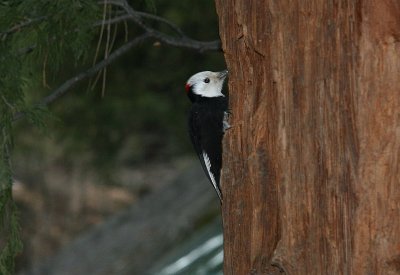 Woodpecker