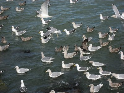 The Birds
