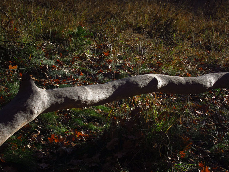 Tree limb at meadow - sunrise #2759