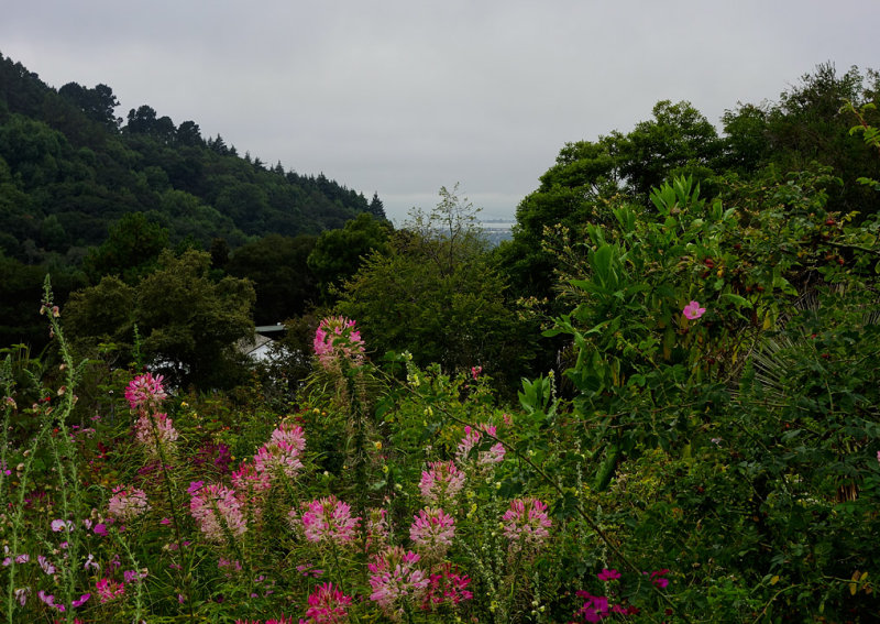 A rose area often used for weddings, with a view across the bay. #00518.