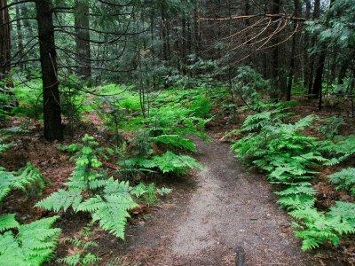 Lower Yosemite Falls path, 5/26/12. #2661