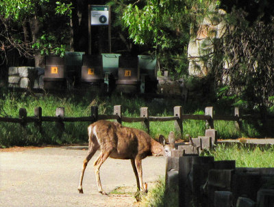 A zoom-in on a deer down the road .  Didn't realize he is starving.  Unusual there. #2520