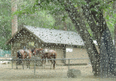 Rain made afternoon ride unlikely. 1:16 pm  #4347.