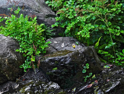 Commenter explains this is the Japanese Pool & Strawberry Creek in the Asia area.  #00367