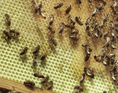 Same shot, cropped, as I left when I noticed a bee got outside the glass, #00390cr.