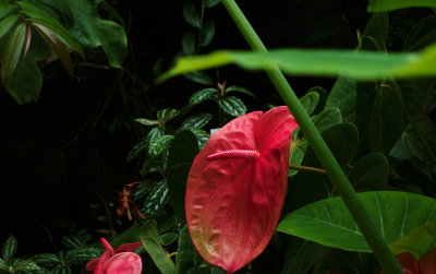 Araceae with sign less visible.  #00400