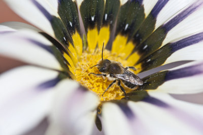 flower & wasp
