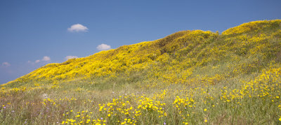 daisies hill