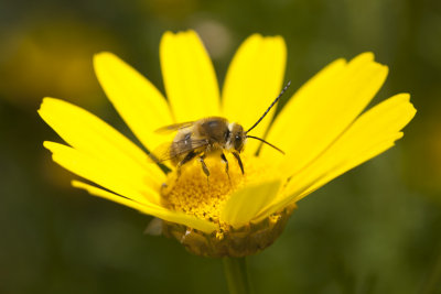 daisy bee