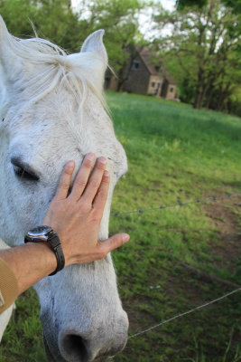 white horse 0744