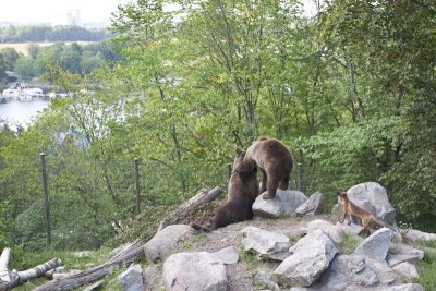 Skansen bears & fox