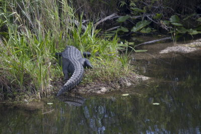 Everglades croc