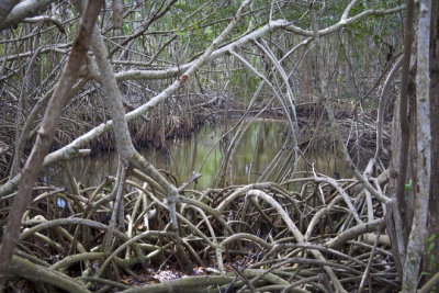 mangrooves