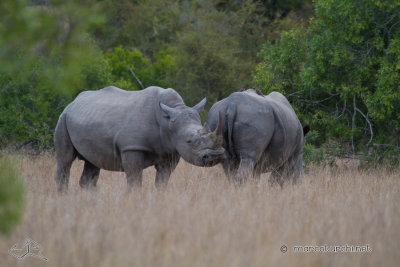 Rhinoceros_4425