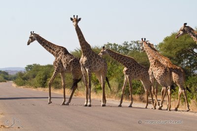Giraffes_5111