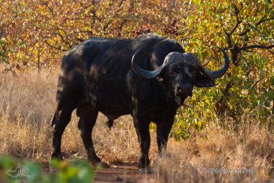 Buffalo Bull_5529