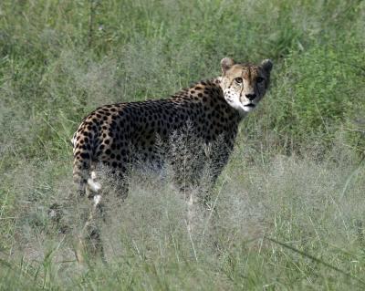 Cheeta