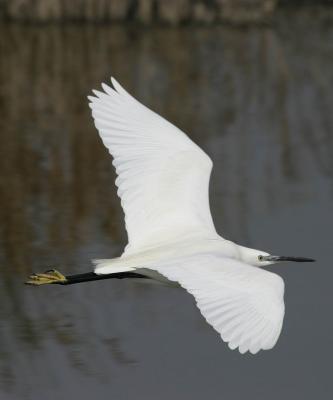 Egret