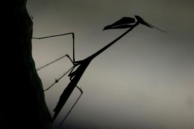 Devil Mantis