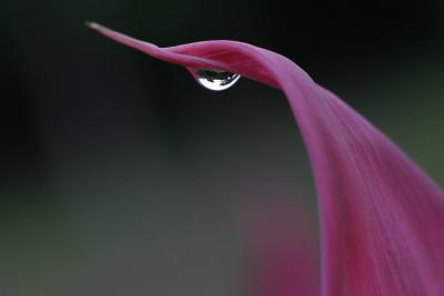 Drop