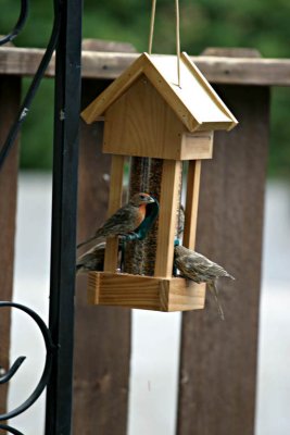 Backyard Birds