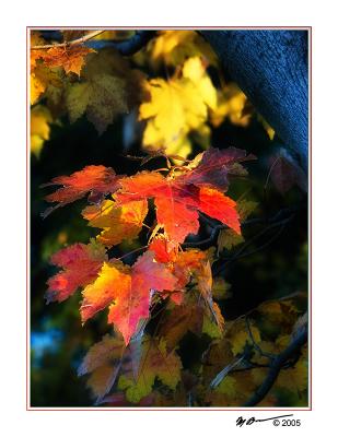 MC76 Color Combinations: Fall Colors by Marc Baumser