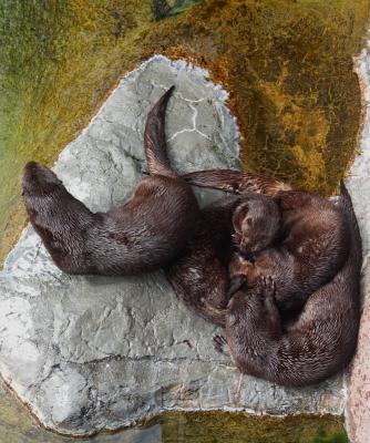 River Otters by JeffryZ