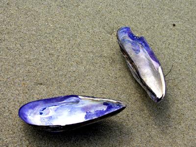 Two Shells by JeffryZ