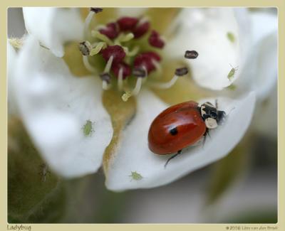 Bugs by Leon van den Broek