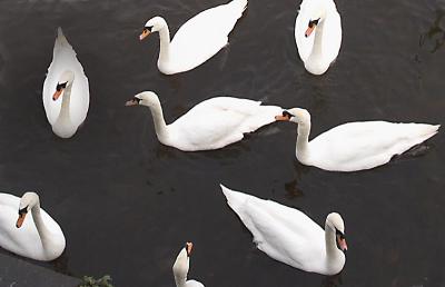 Swans  by David Haslam
