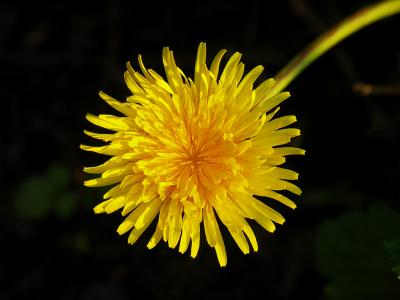 Dandilion by Danbkk