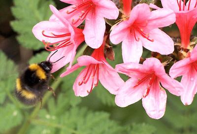 Azalea and Visitor  by David Haslam