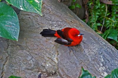 Red and black exotic bird at Henry Vilas Zoo. by: Shercando