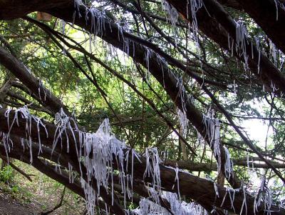 Paper Tree by Mike Parsons