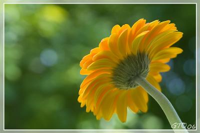 Under the Flower by Gian