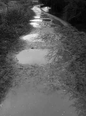 Puddle Path by Mike Parsons
